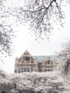 ornate building behind flowering tree