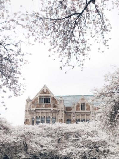 Ornate Building with blooming tree in foreground