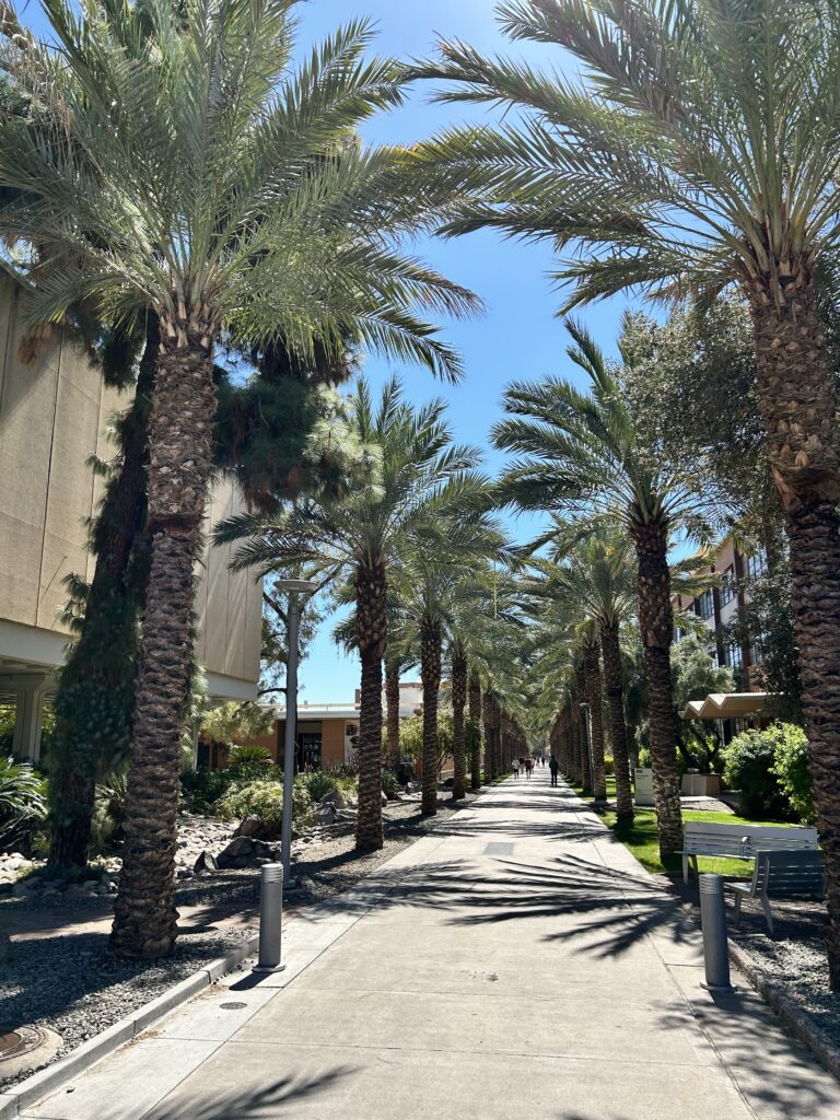 Photo of a walkway at Arizona State U lined by palm trees on each side with blue sky peeking through